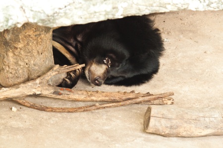 Bearの写真素材