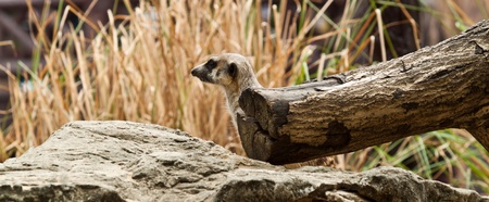 meerkatの写真素材
