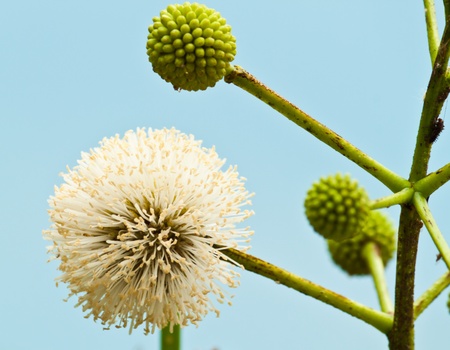 beautiful spring flowers