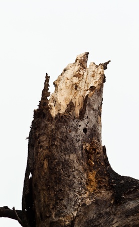 branches of dead treeの写真素材