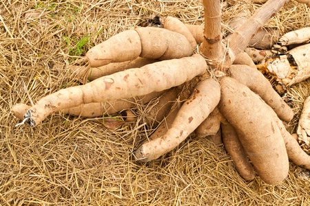 Tapioca Plants Cassavaの写真素材
