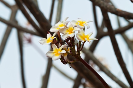 Frangipani,Plumeria flowersの写真素材