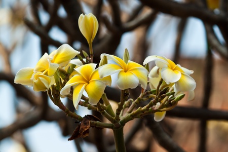 frangipani,Plumeria flowersの写真素材