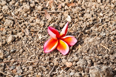 frangipani,Plumeria flowersの写真素材