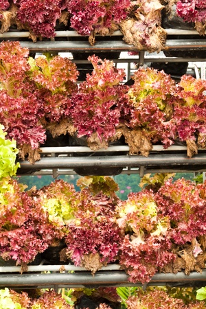 fresh vegetablesの写真素材