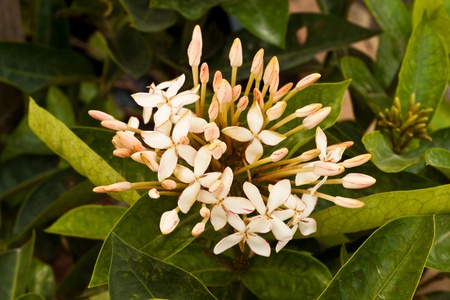 beautiful spring flowersの写真素材