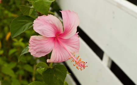 beautiful spring flowersの写真素材