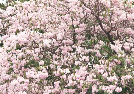 beautiful spring flowers