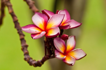 beautiful spring flowersの写真素材