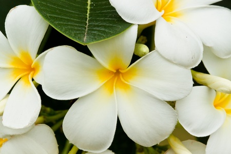 beautiful spring flowersの写真素材