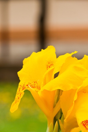 beautiful spring flowersの写真素材