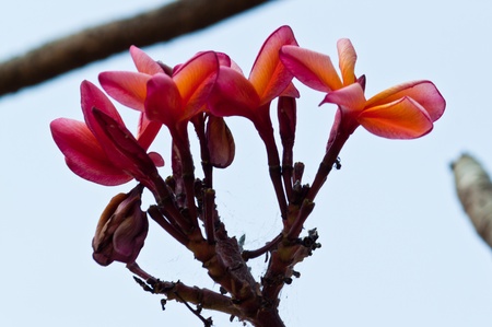 frangipani,Plumeria flowersの写真素材