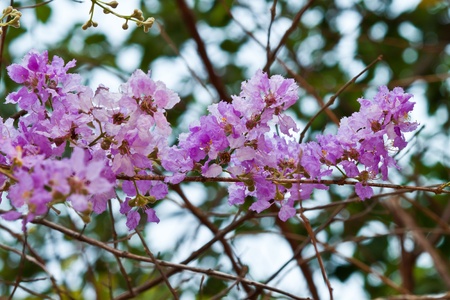beautiful spring flowers