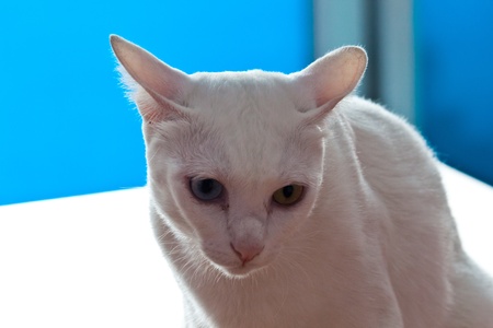 Funny kittenの写真素材