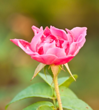 beautiful pink roseの写真素材