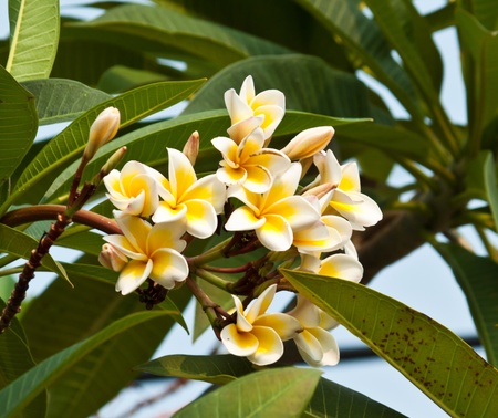 frangipani,Plumeria flowersの写真素材