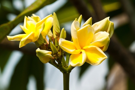 frangipani,Plumeria flowersの写真素材