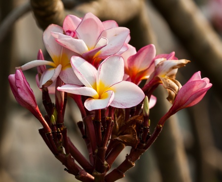 frangipani,Plumeria flowersの写真素材