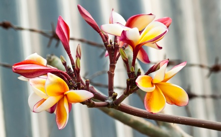 frangipani,Plumeria flowersの写真素材