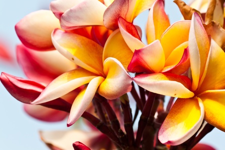 frangipani,Plumeria flowersの写真素材