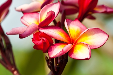 frangipani,Plumeria flowersの写真素材