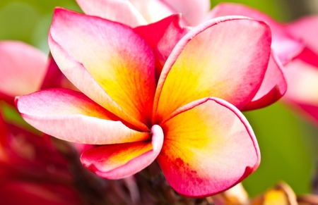 frangipani,Plumeria flowersの写真素材