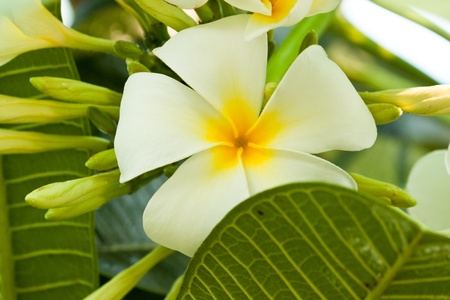frangipani,Plumeria flowersの写真素材