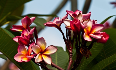frangipani,Plumeria flowersの写真素材