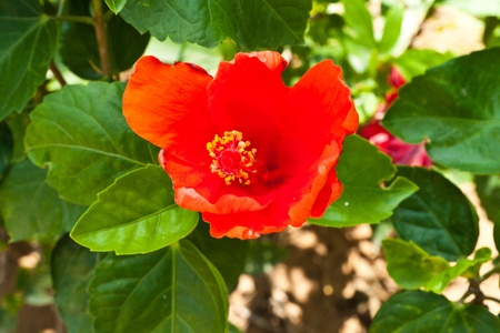 red hibiscus flowerの写真素材