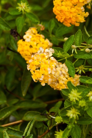 beautiful spring flowers