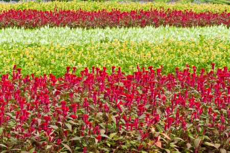 beautiful spring flowersの写真素材