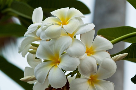 frangipani,Plumeria flowersの写真素材