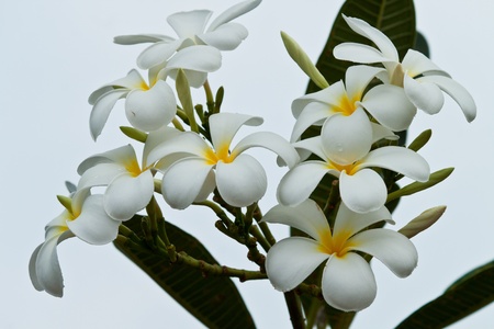 frangipani,Plumeria flowersの写真素材