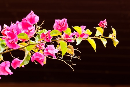 a bunch of bougainvillea