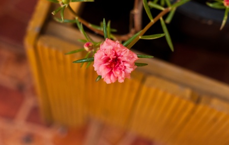 beautiful spring flowersの写真素材