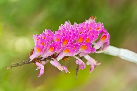 beautiful spring flowersの写真素材