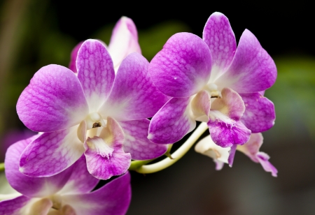 beautiful purple orchidの写真素材