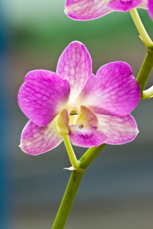 beautiful purple orchidの写真素材