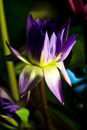 lotusの写真素材