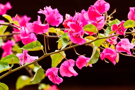 a bunch of bougainvilleaの写真素材