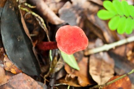 mushroomの写真素材