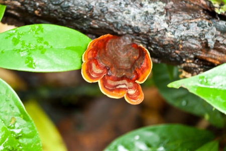 mushroom