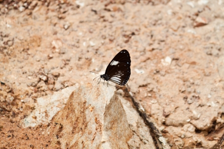 butterflyの写真素材