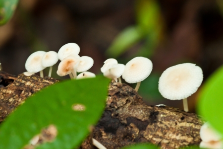 mushroomの写真素材