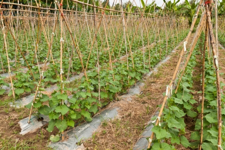 vegetable gardenの写真素材