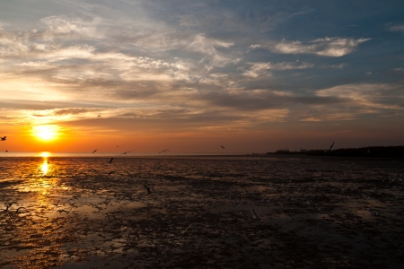 seagull with sunset in the backgroundの写真素材