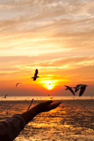 seagull with sunset in the backgroundの写真素材