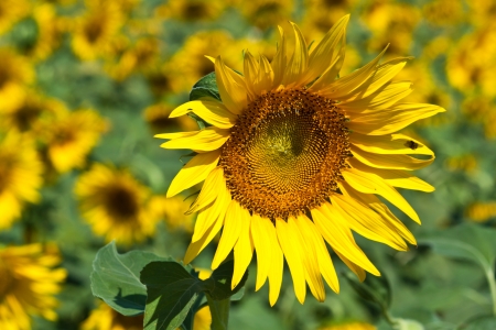 Sunflower close upの写真素材