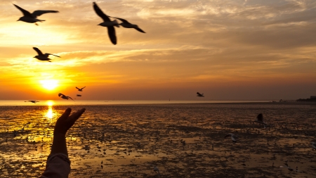 seagull with sunset in the background