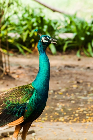 green beautiful peacockの写真素材
